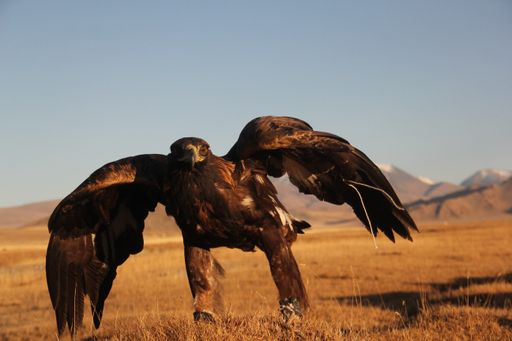A picture of a golden eagle ready to fly in a deserted area with mountains on the blurry background