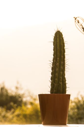 A closeup of a tall cactus in a pot placed outside on a sunny day