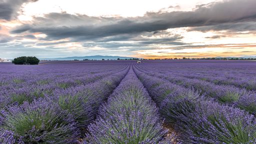A breathtaking scenery of a lavender field in Puimoisson, Provence, France