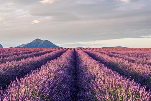A breathtaking scenery of a lavender field in Puimoisson, Provence, France