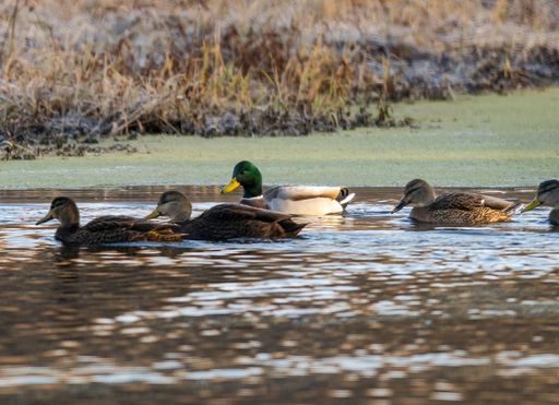 A selective focus shot of mallard ducks (Anas platyrhynchos) swimming in the lake