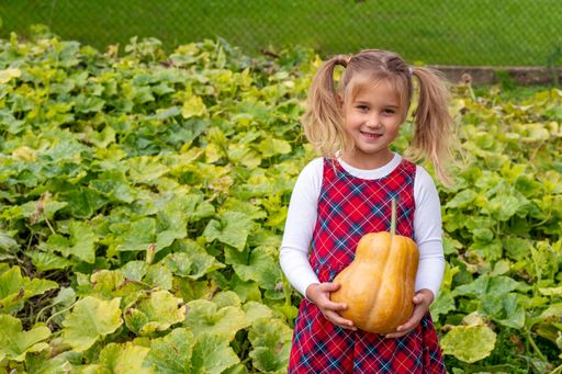 A shallow focus of a little girl wearing a flannel dress and holding a pumpkin in a farm field