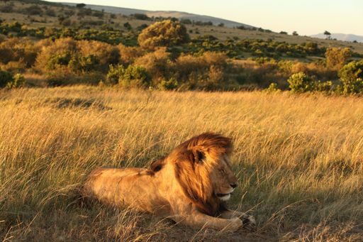 A magnificent lion resting on the grass covered field in the middle of the African jungle