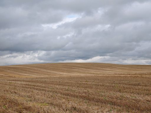 The beautiful long grass field gleaming under the cloudy and rainy sky