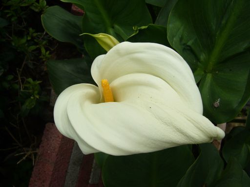 A closeup shot of a white calla lily flower with a fresh foliage