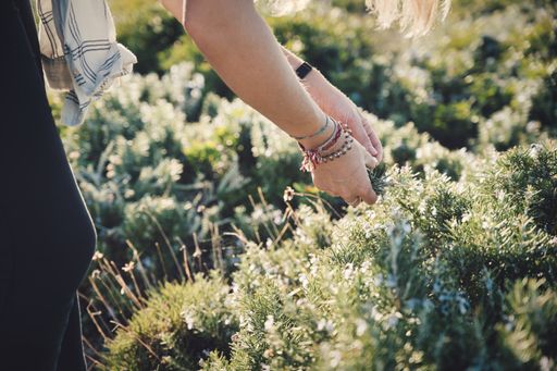 anonymous female collects rosemary in the park