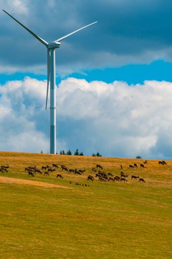Deers, fallow deers and moufflons with a windmill in the background.