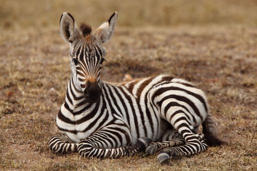 A beautiful baby zebra sitting on the ground captured in the African jungle