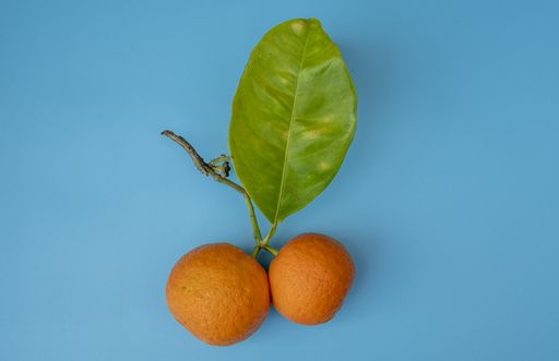 A high angle shot of fresh oranges on a blue surface