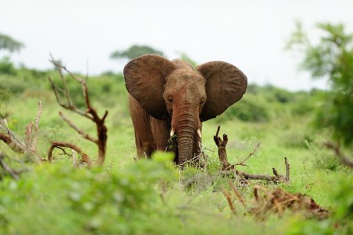 An elephant covered in mud among the logs of wood on a grass covered field