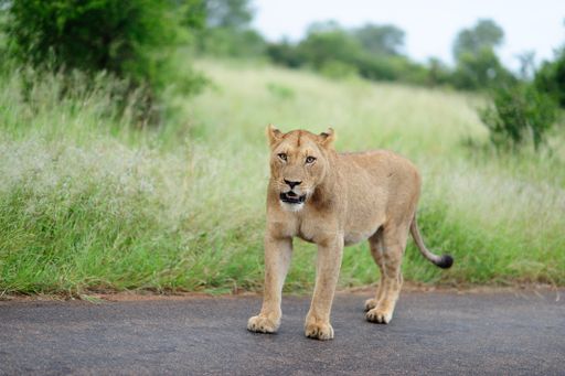 A magnificent lioness on a road by the grass covered field and trees