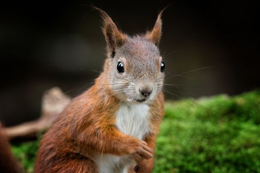 A closeup of a red squirrel in a forest surrounded by greenery with a blurry background