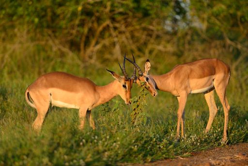 Two deer fighting with each other on a field covered with green grass in the African jungles