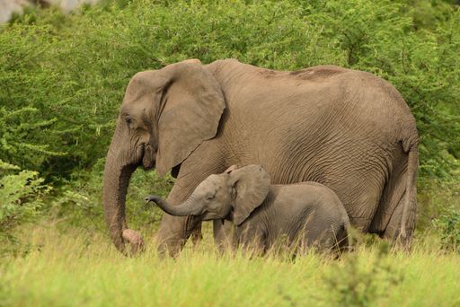 A baby elephant playing with its mother in the middle of the grassy fields in the African jungles