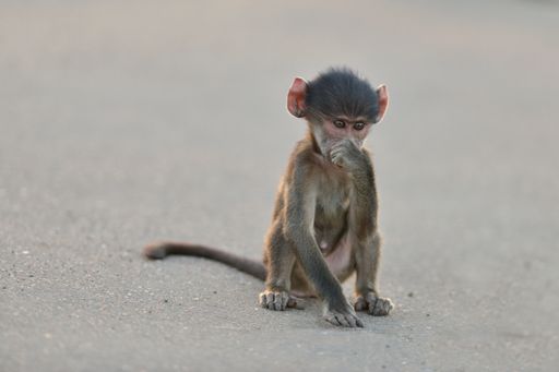 A cute baby monkey sitting on an asphalt road  with his hand under his chin