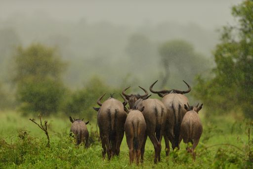 A group of wildebeests walking away on a grass covered field under the rain