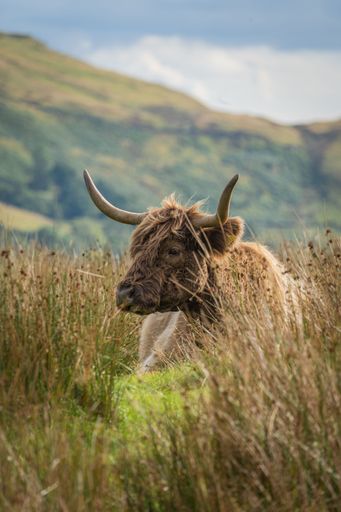 A vertical shot of a highland cow with horns in the countryside in England