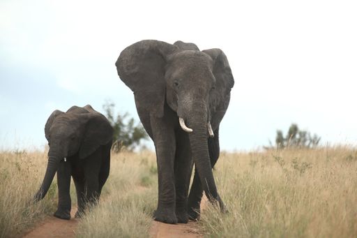 Two elephants walking on a gravel road surrounded by grass covered fields