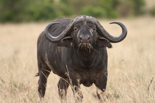 A big black buffalo on the grass covered fields in the African jungles