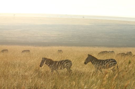 A herd of zebras on the grass covered hills in the African jungles