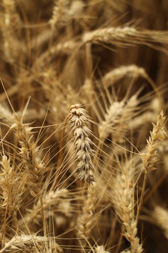 A closeup shot of a bundle of golden wheat stalks in summer.