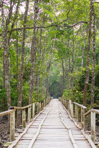 A vertical shot of a wooden pathway in the forest in Bangladesh