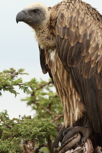 A vertical shot of a magnificent vulture on the branch of a tree