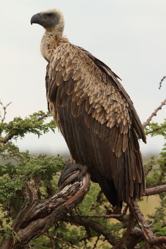 A vertical shot of a magnificent vulture on the branch of a tree