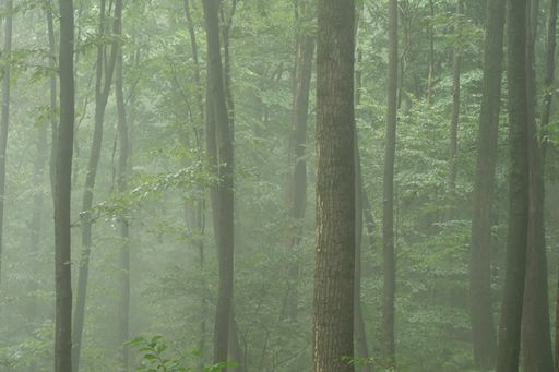 Beautiful mystical background of trees in the forest in the early morning fog