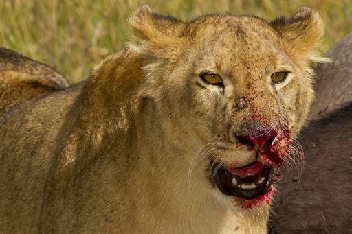 A little lion feeding savagely from a dead animal in the African jungles