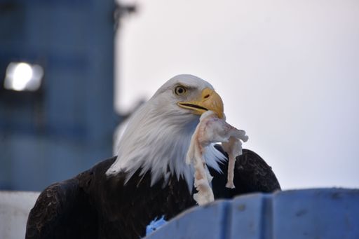 A closeup of an eagle eating a fish on a dog in Akutan, Alaska