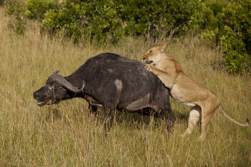 A lioness attacking a big black buffalo in the middle of a grass covered field