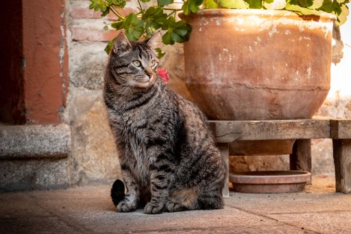 A gray striped cat looking aside while sitting