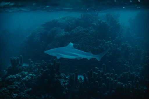 A closeup shot of a bull shark species of requiem shark swimming under the water