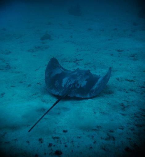A closeup shot of a bull ray  species of large stingray swimming under the water