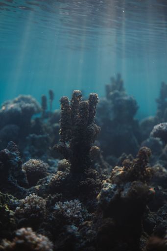 A vertical closeup shot of seaweed underwater near Moorea, French Polynesia