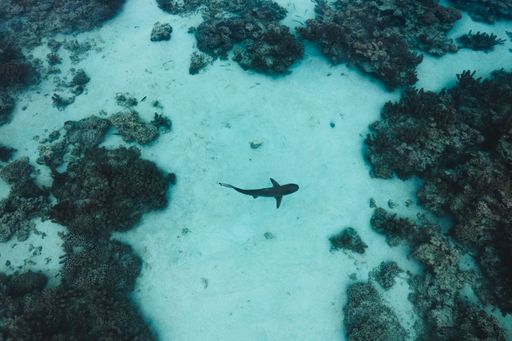 A top shot of a reef shark swimming underwater in Moorea, French Polynesia