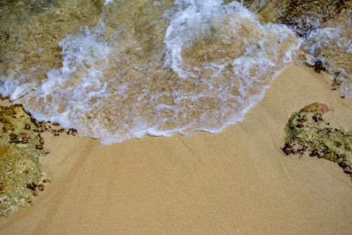 A high angle shot of the moss on the sand with the foamy wave approaching