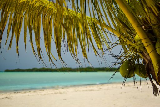 A coconut tree with the beautiful beach in the background - great for background or wallpaper