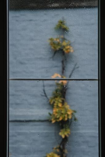 A closeup vertical shot of a window mosquito net with a flowering branch behind