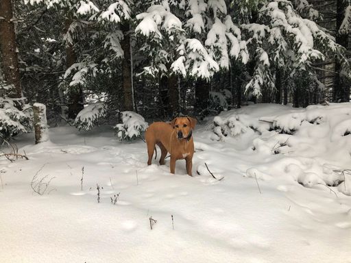 A closeup shot of a cute puppy in a snow-covered forest on a winter day