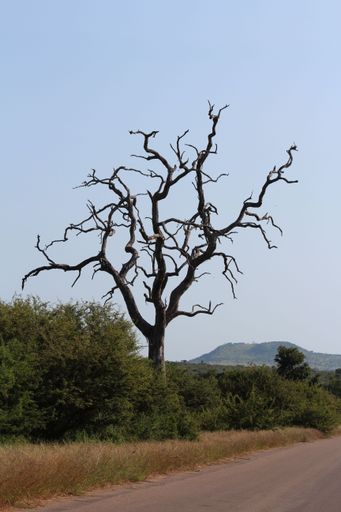 A vertical shot of the bare tree near the street during the daytime