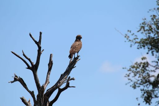 A selective focus of a brown snake eagle (Circaetus cinereus) perched on a tree branch during the daytime