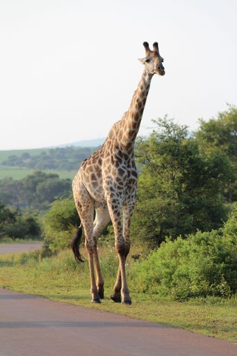 A vertical shot of the giraffe (Giraffa) walking along the street surrounded by trees during the daytime