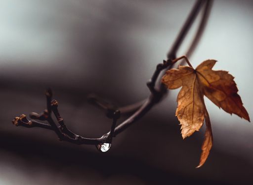 A selective focus shot of a dry Autumn leaf on a tree branch in the beginning of the Winter