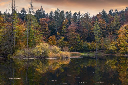 A mesmerizing view of a forest near a lake during the sunset a colorful fall day