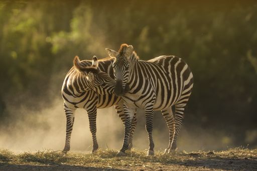A closeup shot of two zebras cuddling with a blurred background
