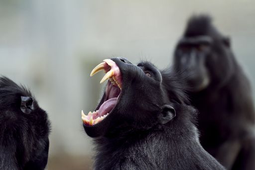 A closeup shot of a baboon screaming with its mouth open and sharp teeth
