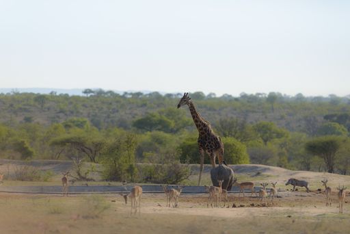 A selective focus shot of a giraffe walking near other animals