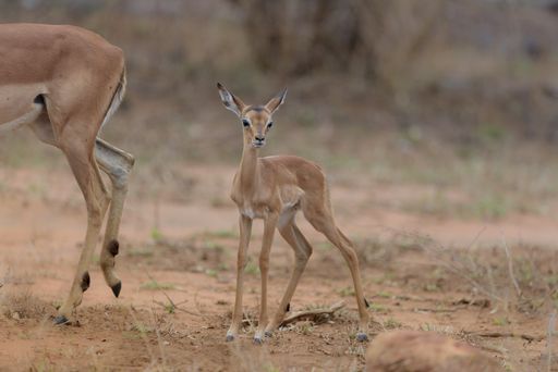 A closeup shot of a baby deer standing near its mother